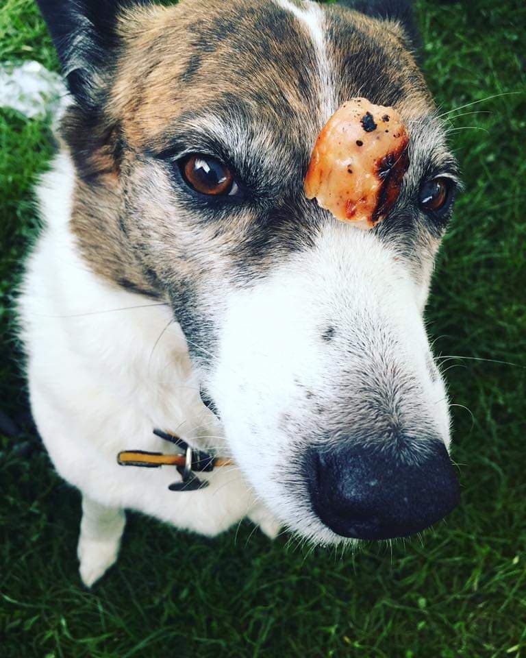 Dog balancing a sausage on her nose
